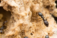 Ochetellus glaber