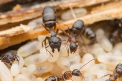 Camponotus vitiosus