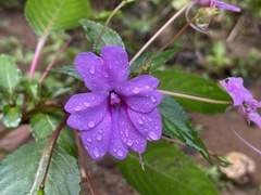 Impatiens platypetala