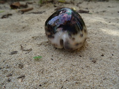 Cypraea tigris