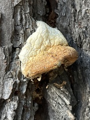 Cryptoporus volvatus