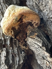 Cryptoporus volvatus