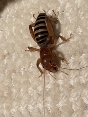 Ammopelmatus