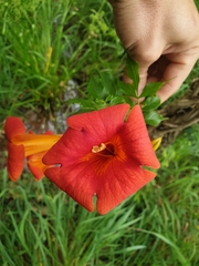 Campsis