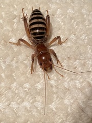 Ammopelmatus