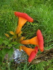 Campsis