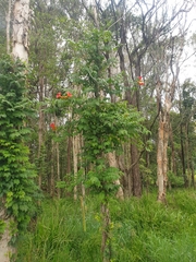 Campsis
