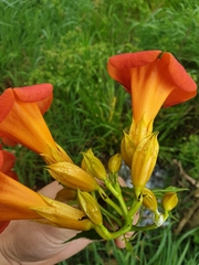 Campsis