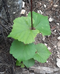 Vitis monticola