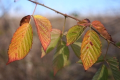 Rubus allegheniensis