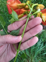 Campsis