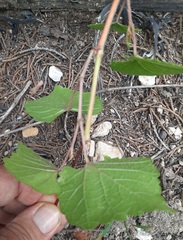 Vitis monticola