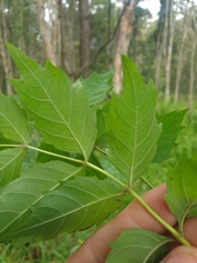 Campsis
