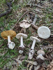 Amanita farinacea