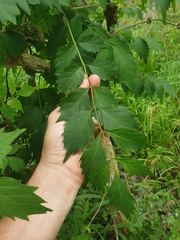 Campsis