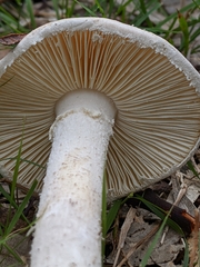 Amanita farinacea
