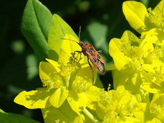 Corizus hyoscyami