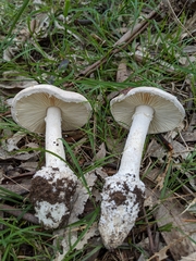 Amanita farinacea