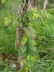 Campsis