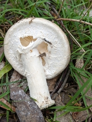 Amanita farinacea
