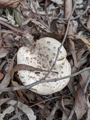 Amanita farinacea