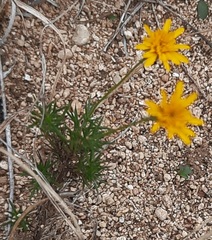Thymophylla pentachaeta
