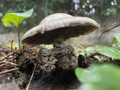 Leucoagaricus barssii