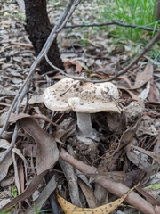 Amanita farinacea