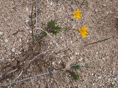 Thymophylla pentachaeta