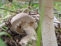 Amanita farinacea
