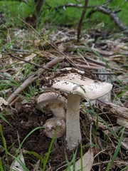Amanita farinacea