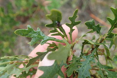 Morella quercifolia