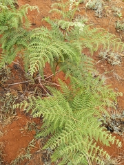 Pteridium aquilinum capense