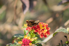 Lon melane vitellina