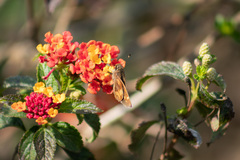 Lon melane vitellina