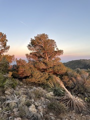 Pinus quadrifolia