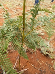 Pteridium aquilinum capense