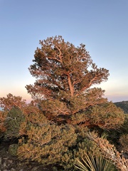 Pinus quadrifolia