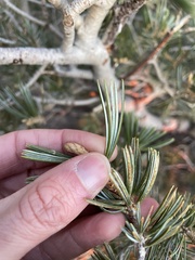 Pinus quadrifolia
