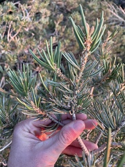 Pinus quadrifolia
