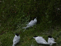 Sterna striata striata