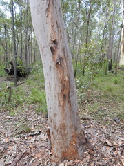 Angophora leiocarpa