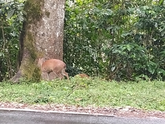 Muntiacus vaginalis