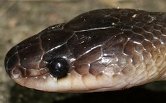 Stegonotus australis