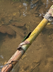 Neurobasis chinensis