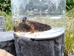 Odontobutis obscurus