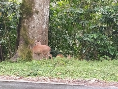 Muntiacus vaginalis