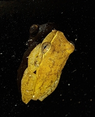 Dendropsophus microcephalus