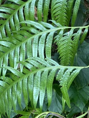 Woodwardia orientalis