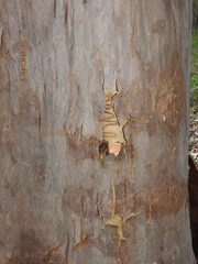 Angophora leiocarpa